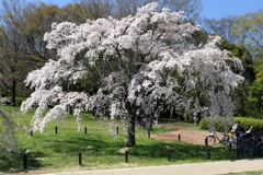 しだれ桜