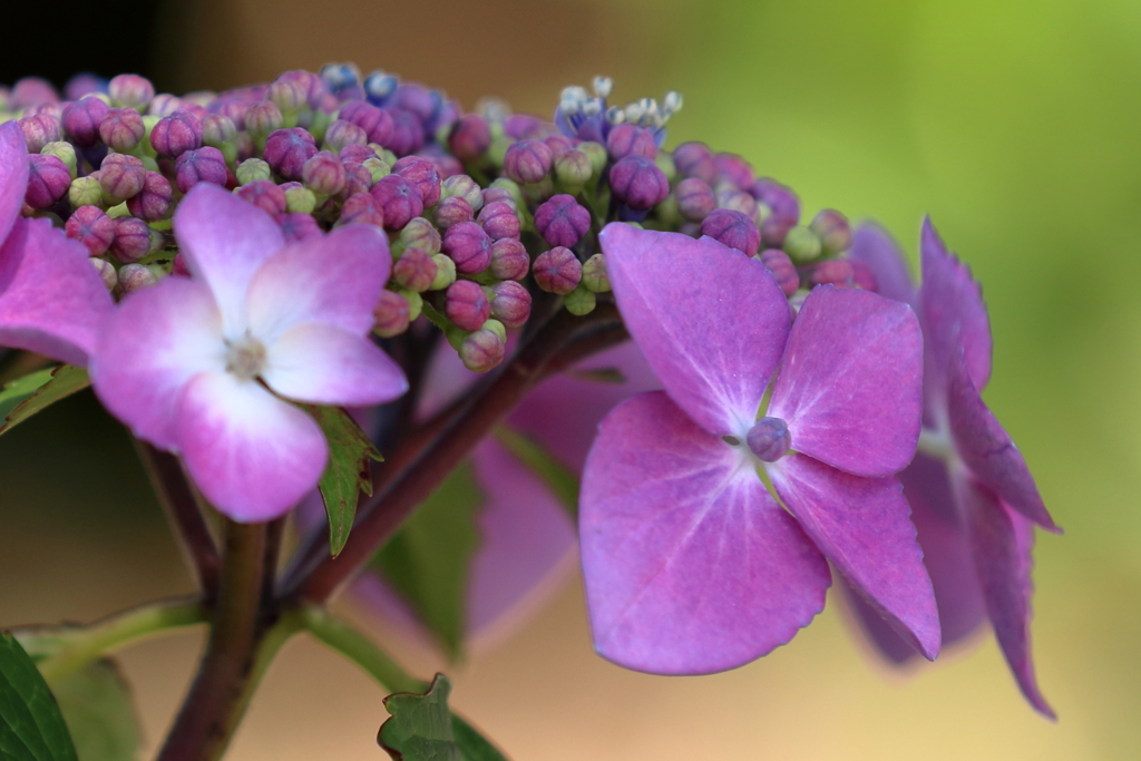 紫陽花3