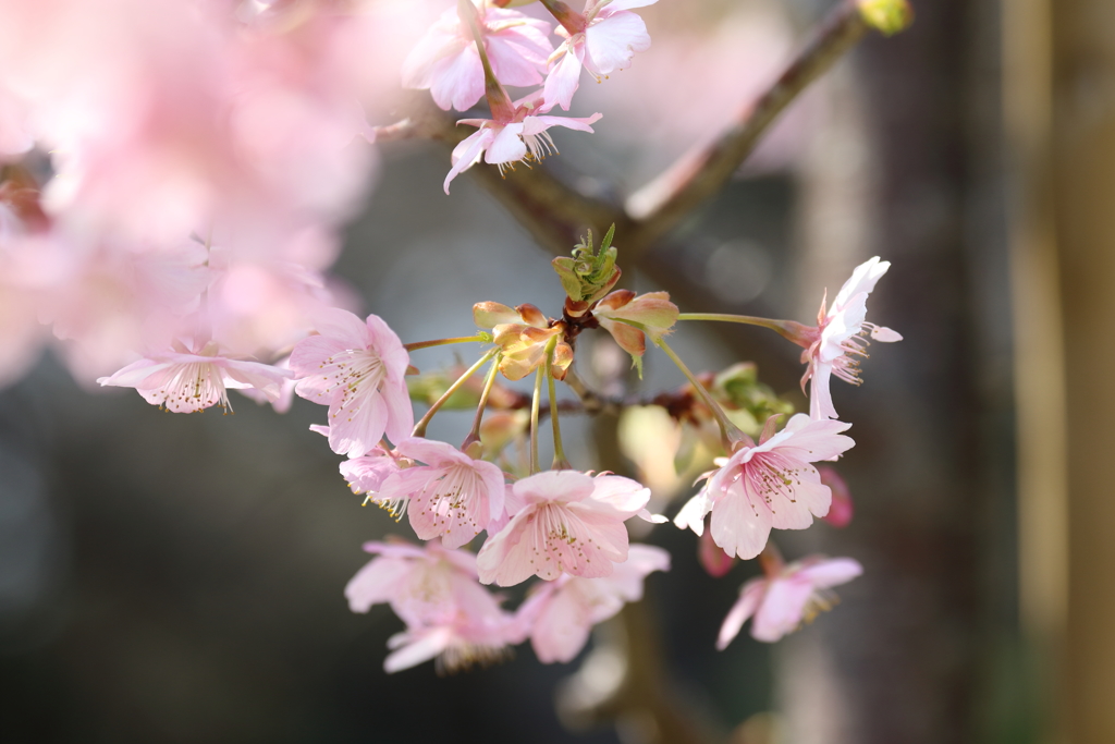 桜