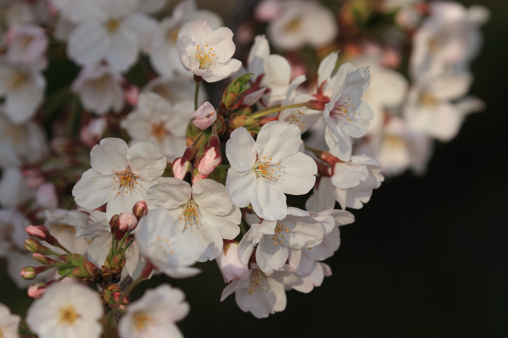 平成最後の桜②