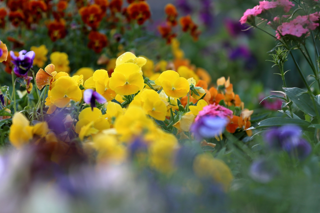 公園の花々2