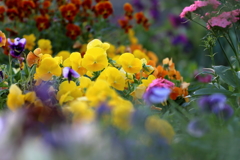 公園の花々2
