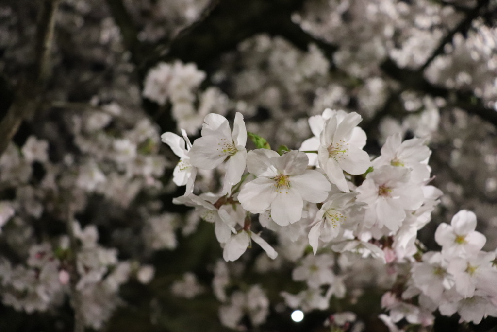 夜桜