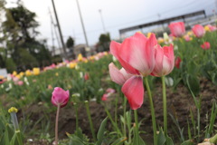 チューリップ