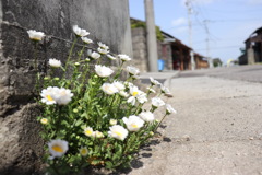 道端に咲く花