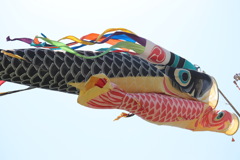 鯉のぼり