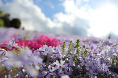 花芝