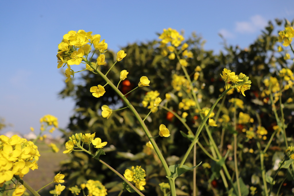 菜の花