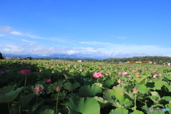 極楽浄土