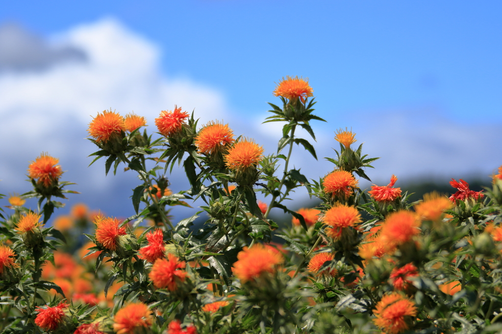 紅花