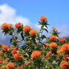 紅花