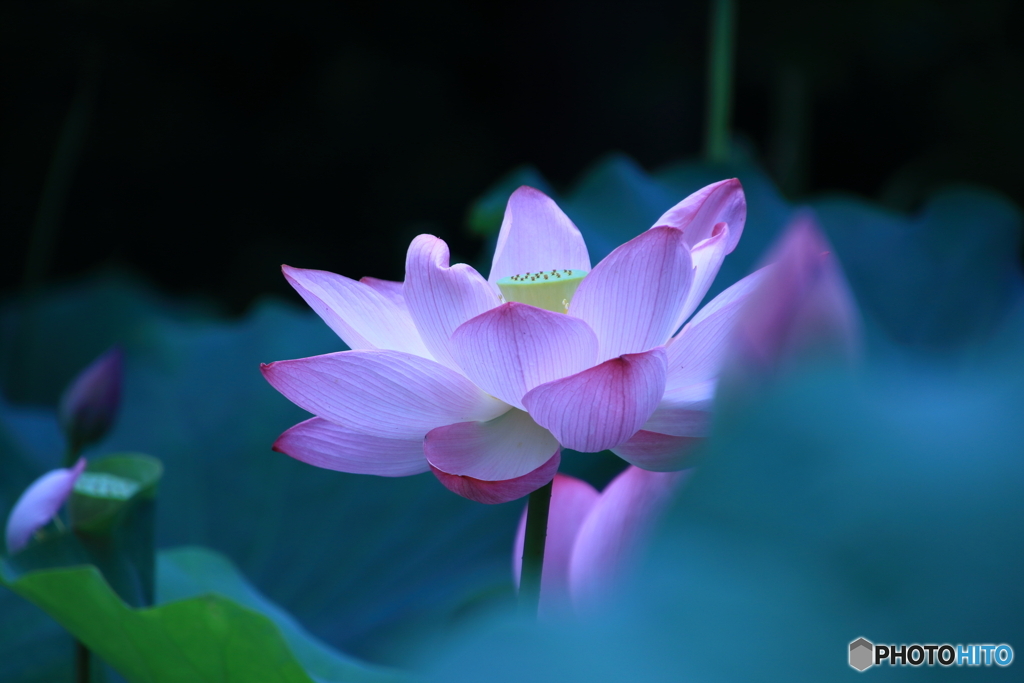 古代蓮