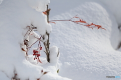 雪と南天