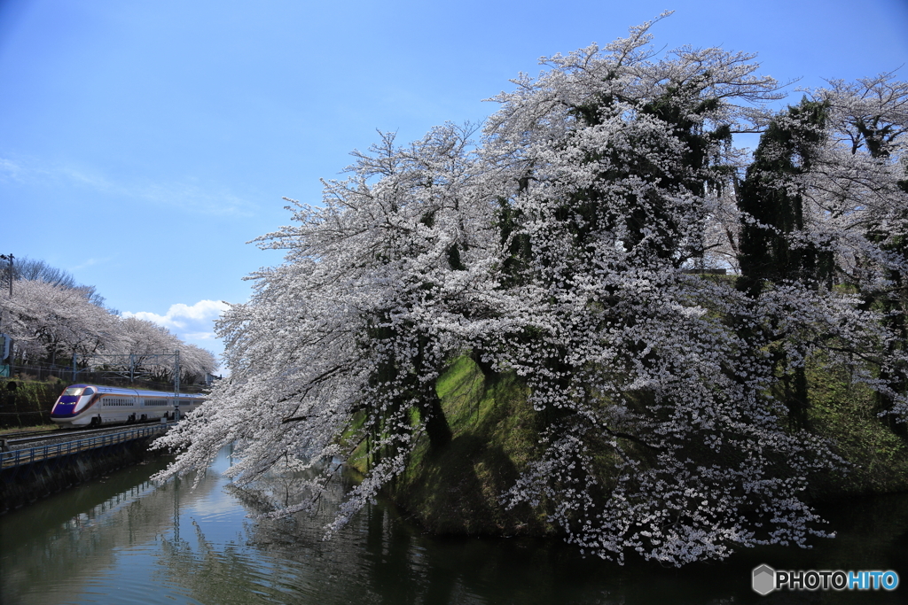 霞城の桜