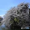 霞城の桜