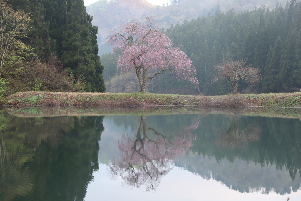 田屋の一本桜