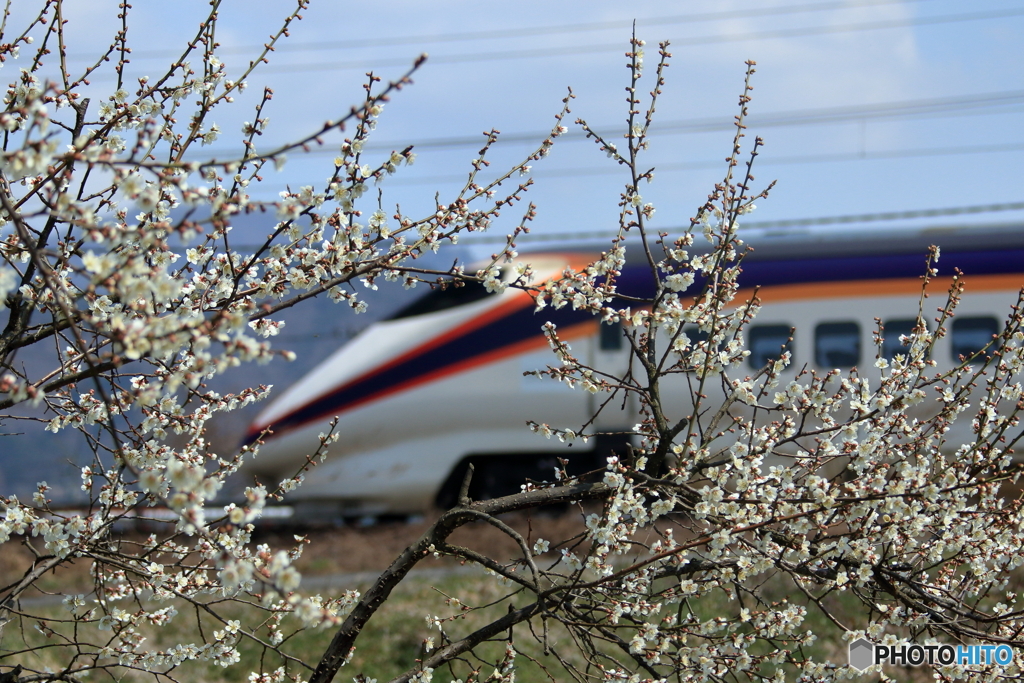 梅の花と山形新幹線