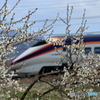 梅の花と山形新幹線