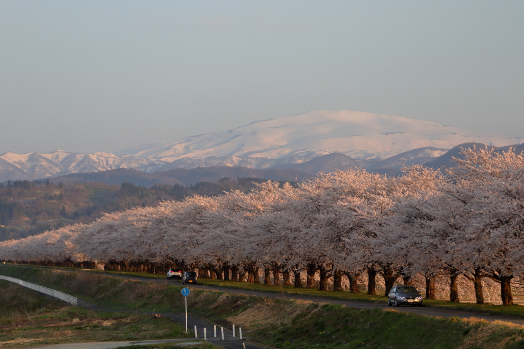 桜並木と残雪の月山