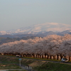 桜並木と残雪の月山