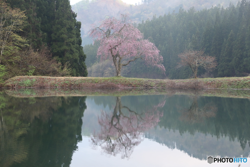 田屋の一本桜　１