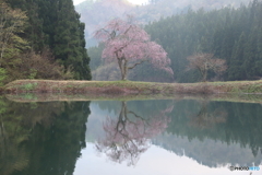 田屋の一本桜　１