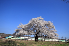 旭昇桜ととれいゆつばさ