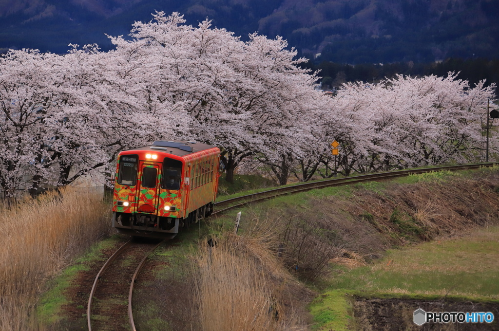 紅花号