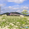 そばの花街道