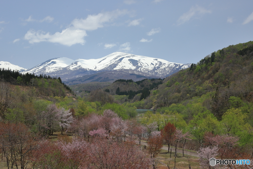 桜と月山