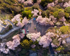 展望台の桜