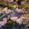 展望台の桜