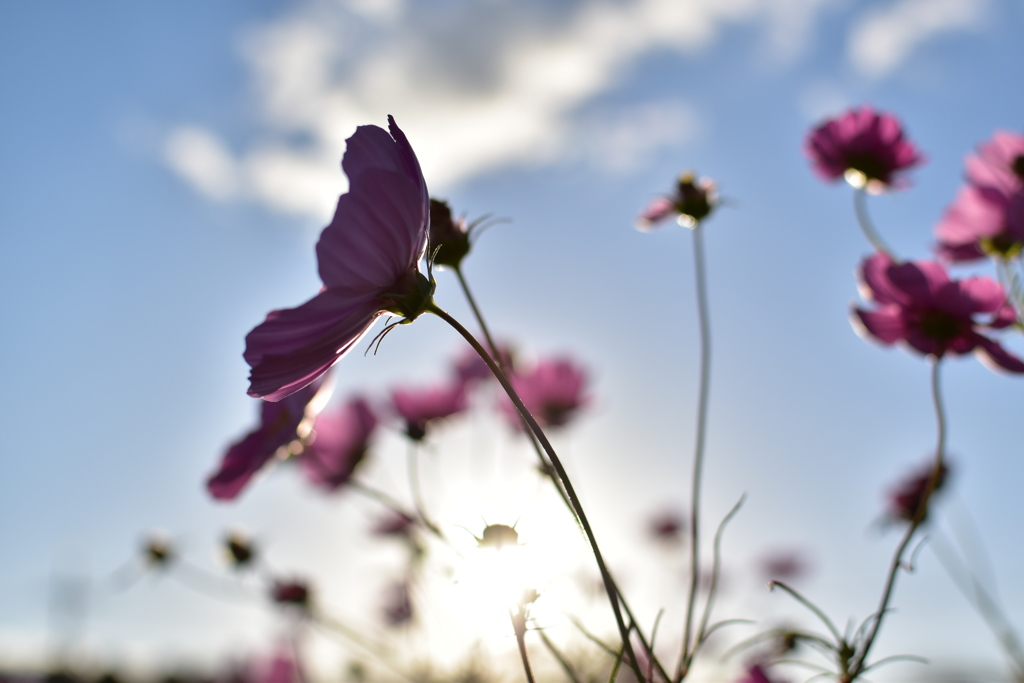 秋桜