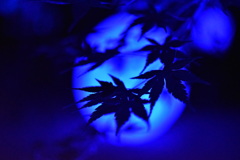 青紅葉