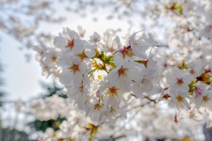 桜