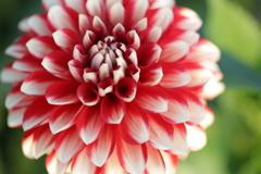 DAHLIA