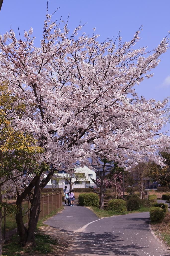 桜と青空と道