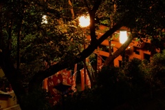 鳥居を覗く