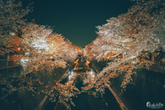 夜桜