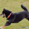 愛犬④