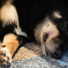 愛犬③