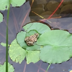 睡蓮の葉の上のカエル