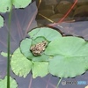 睡蓮の葉の上のカエル