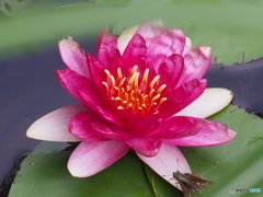 睡蓮に虫