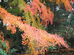 紅葉2018