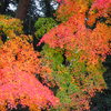紅葉2018