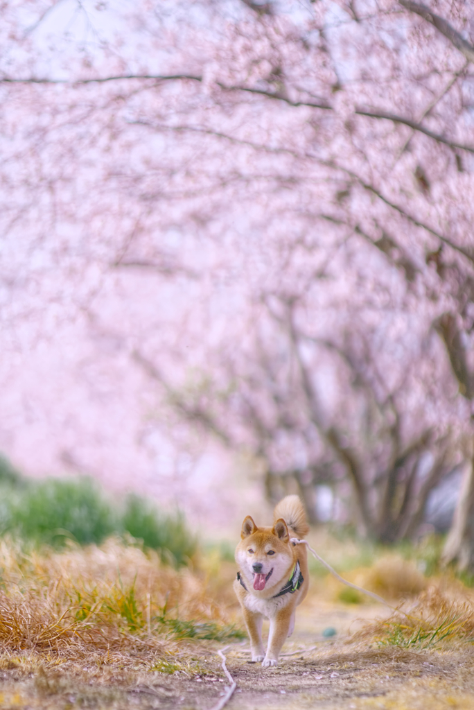 桜並木で笑顔ラン