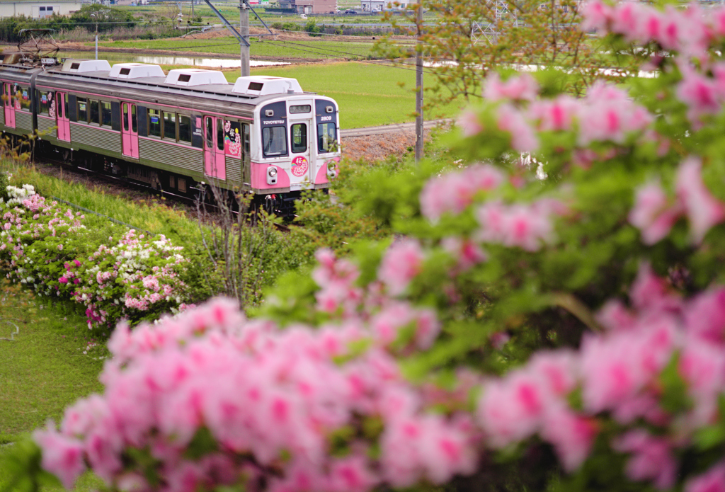 ツツジと桜のコラボ！