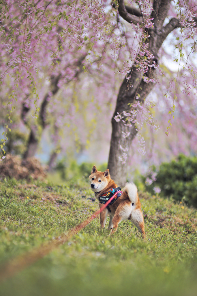 枝垂れ桜と柴犬