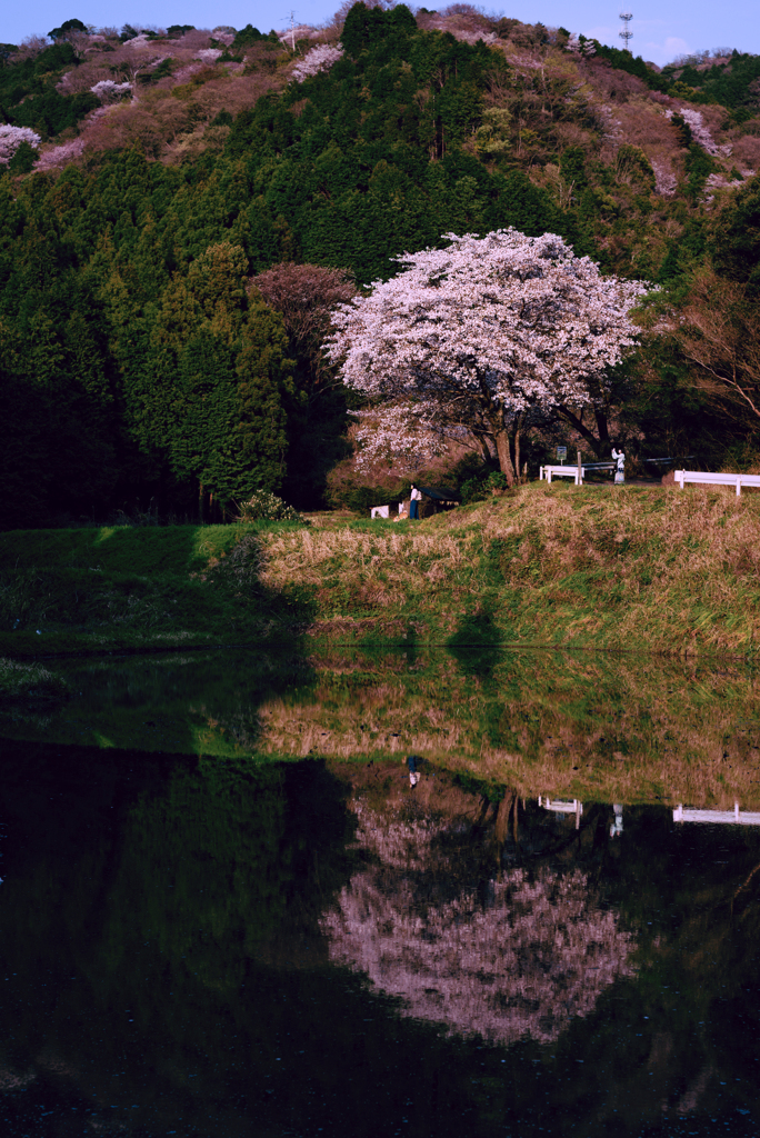 山桜